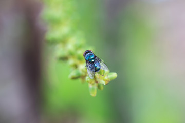 Closeup single house fly (Diptera) on the  stem of the cluster on palm tree with nature blur background