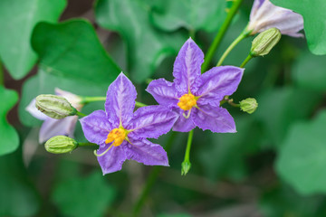 Purple Solanum Trilobatum or Pea eggplant flowers are blossoming on vine plant in the organic herb garden