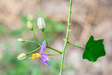 Purple Solanum Trilobatum or Pea eggplant flowers are blossoming on vine plant in the organic herb garden