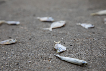 Dry fish die from fisheries