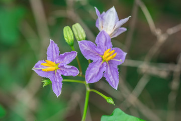 Purple Solanum Trilobatum or Pea eggplant flowers are blossoming on vine plant in the organic herb garden