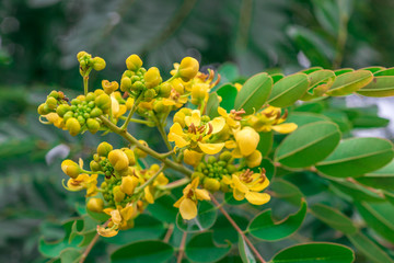 Yellow flowers on the inflorescence of Siamese senna, Siamese cassia, Cassod tree, Thai copperpod (Senna Siamea (Lam.) H.S.Irwin & Barneby) are blooming on tree in Thai herb garden