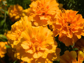  orange marigold