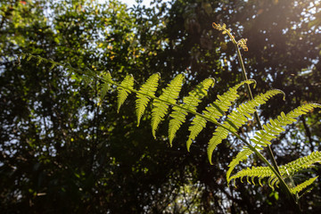 Fern