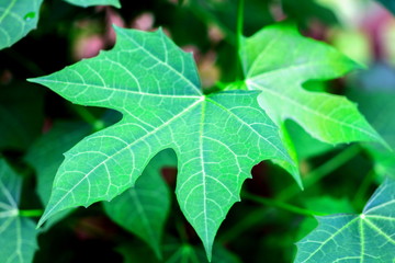 Fresh green leaves of Tree spinach or Chaya (Cnidoscolus Chayamansa McVaugh) on tree in vegetable garden