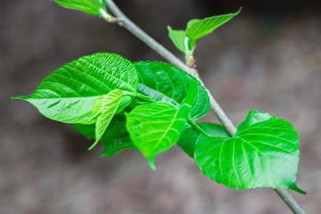Plant sprouting of mulberry fruit tree (Morus Alba Linn) in the fruit garden