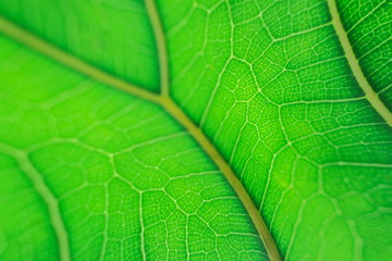 Green leaf veins structure or Veins pattern abstract nature background