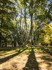 Fototapeta na wymiar sunlight trees shadows in forest scene. autumnal woodland landscape