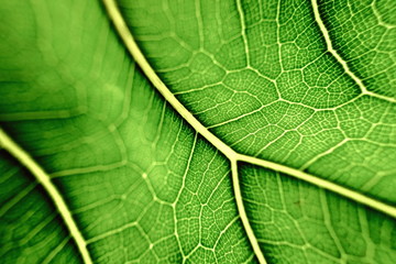 Green leaf veins structure or Veins pattern abstract nature background
