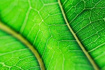 Green leaf veins structure or Veins pattern abstract nature background