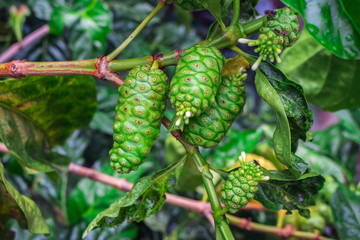 Raw and green fruits of Great morinda, Tahitian noni, Indian mulberry, Beach mulberry (Morinda Citrifolia) on the branch of tree in the tropical garden