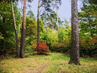 Autumn, forest, foliage.
