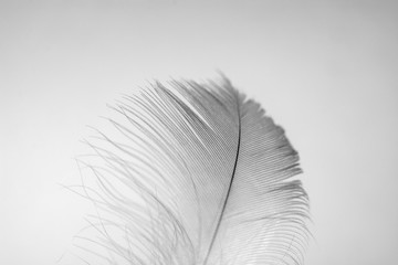 Feather on light background. Monochome concept. Copy space for text.
