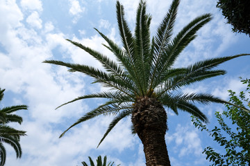 African palm trees in tunisia. Summer travel season.