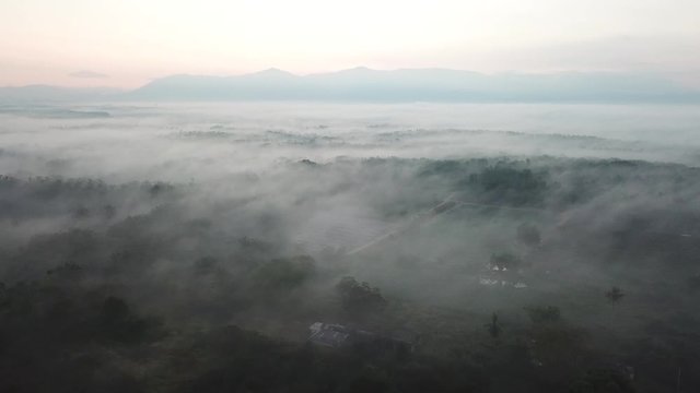 Misty fog in morning at plantation near MBI Desaku, Kedah, Malaysia.
