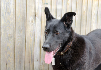 Portrait of a black shepherd