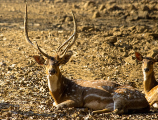 deer in the forest