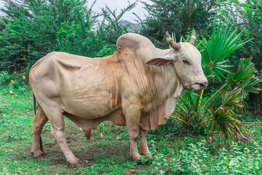 Young male Thai bull brahman (Thai Cow Brahman Breed) in green meadow of the countryside in Thailand
