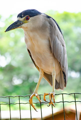 bird