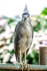 bird of prey