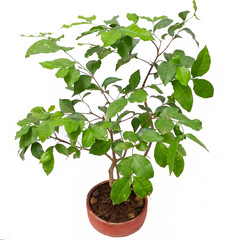 bonsai  plantas pequeñas de jardín en maceta