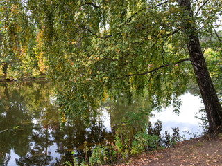 Autumn, coast, foliage, birch branches over the river.