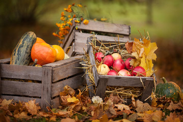 Autumn decor in the park. Pumpkins and red apples lying in wooden box on autumn background.  Autumn time. Thanksgiving Day.