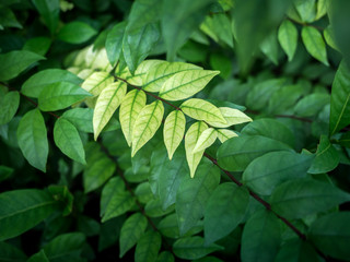 Fototapeta na wymiar Closeup nature view of green leaf on blurred greenery background 02