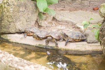 Many turtles live by the water.