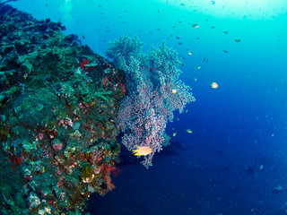 Fototapeta na wymiar fish and coral
