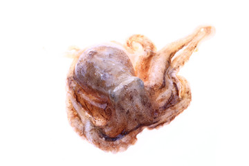 Octopus on a white background