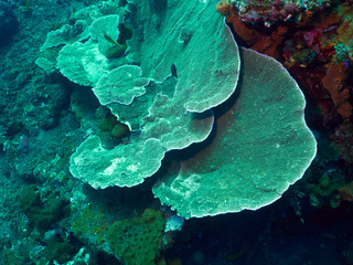 fish and coral