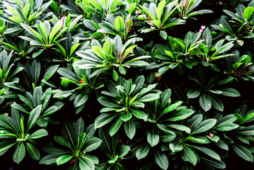 Bush fresh green leaves pattern of Plumeria, Frangipani, Temple tree on tree in the tropical garden