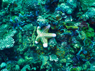 fat starfish