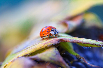 The sunflower with black seeds and ladybug