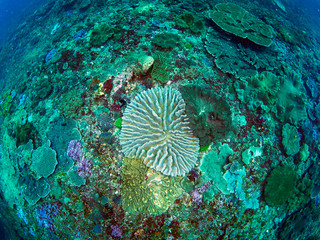 fish and coral