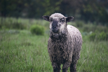 Cute farm sheep standing in grass