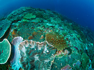 fish and coral