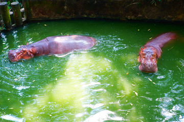 Obraz premium Two hippos in the zoo