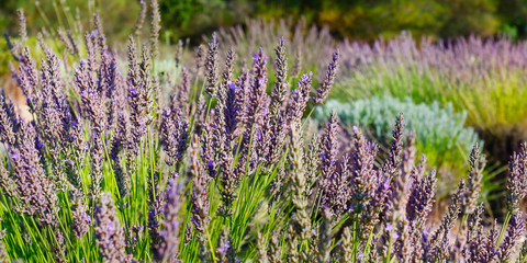 Obraz premium close up of lavender flower in provence -south of france