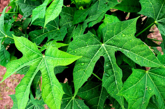 Fresh green leaves of Tree spinach or Chaya (Cnidoscolus Chayamansa McVaugh) on tree in vegetable garden