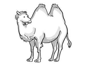 Bactrian Camel or Camelus Bactrianus Endangered Wildlife Cartoon Mono Line Drawing