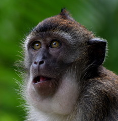 Face of a shocked macaque monkey in the jungle