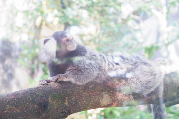 Gibbons sleeps on wooden trunks.