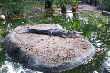 Water crocodile in the zoo