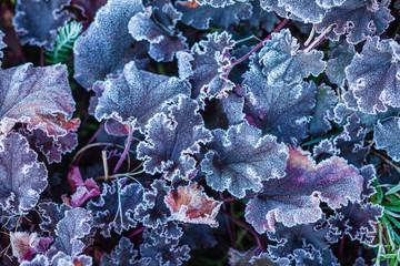 Frost Covering heichera leaves  In Garden.