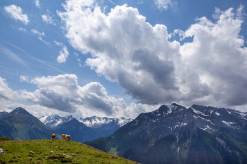 Cows, Penken Mountains, The Alps, Tyrol, Austria