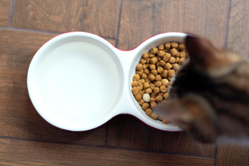 .the cat eats feed and drinks water from a double bowl