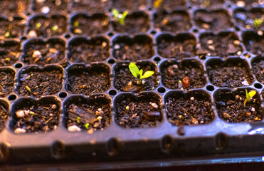 lettuce plant growing in a hotbed 