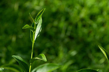 Top of fresh raw organic green tea leaf in plantation field farm